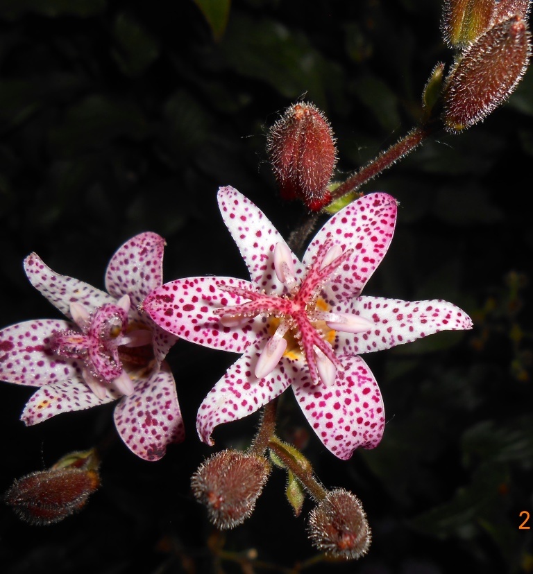 Цветок трициртиса (Фото все мои)