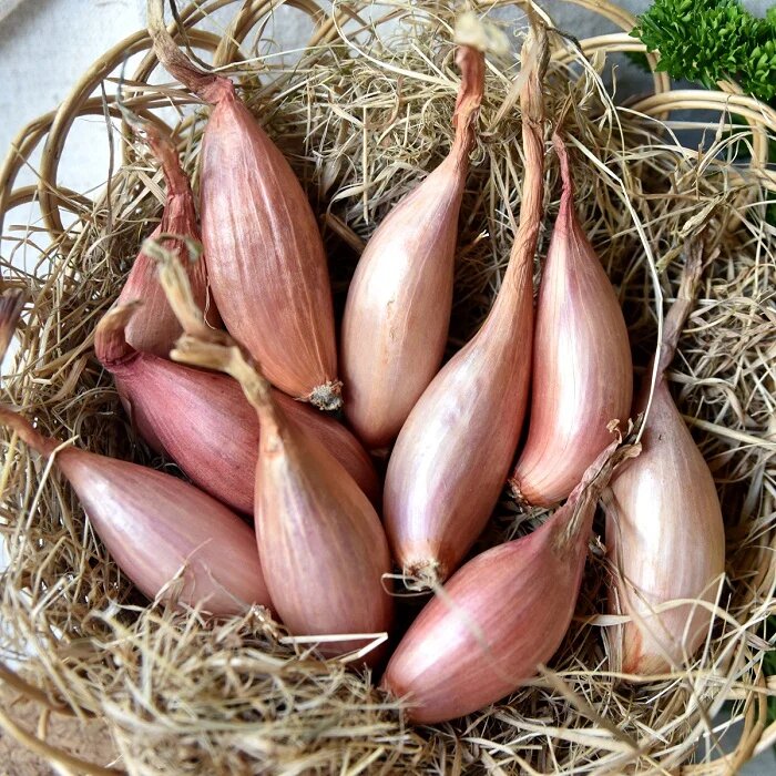 Лук шалот сорт Лонгор