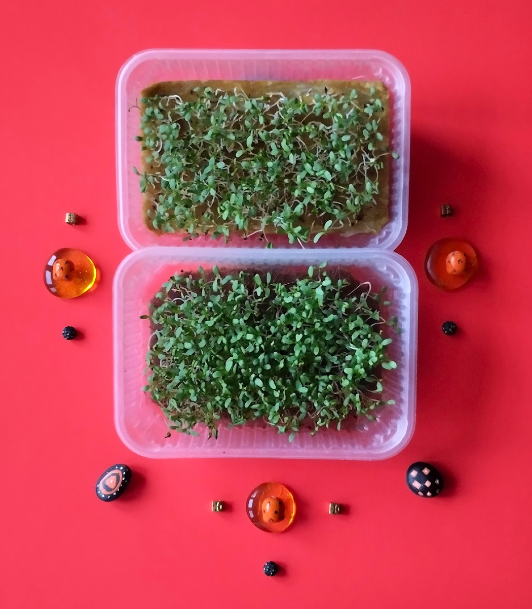 Люцерна , выращенная на агровате (верхний бокс) и на джуте.