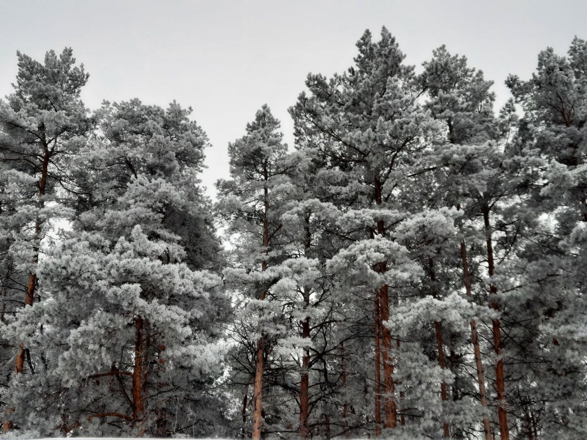 А в лесу красота!