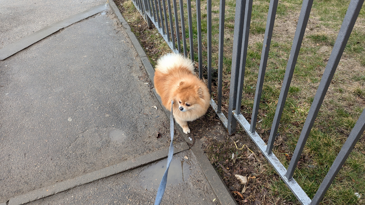 Утренняя прогулка 