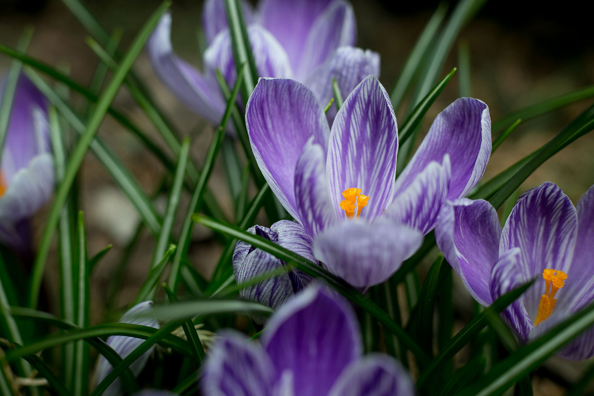  Автор фото Елена Якимова / Greenfingers