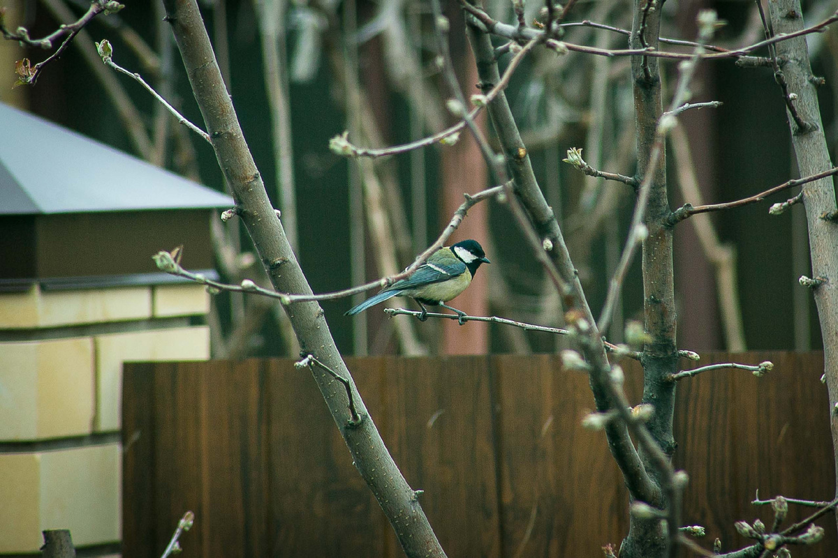  Автор фото Елена Якимова / Greenfingers