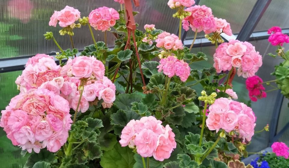 Пеларгония зональная Rosebud Astrid