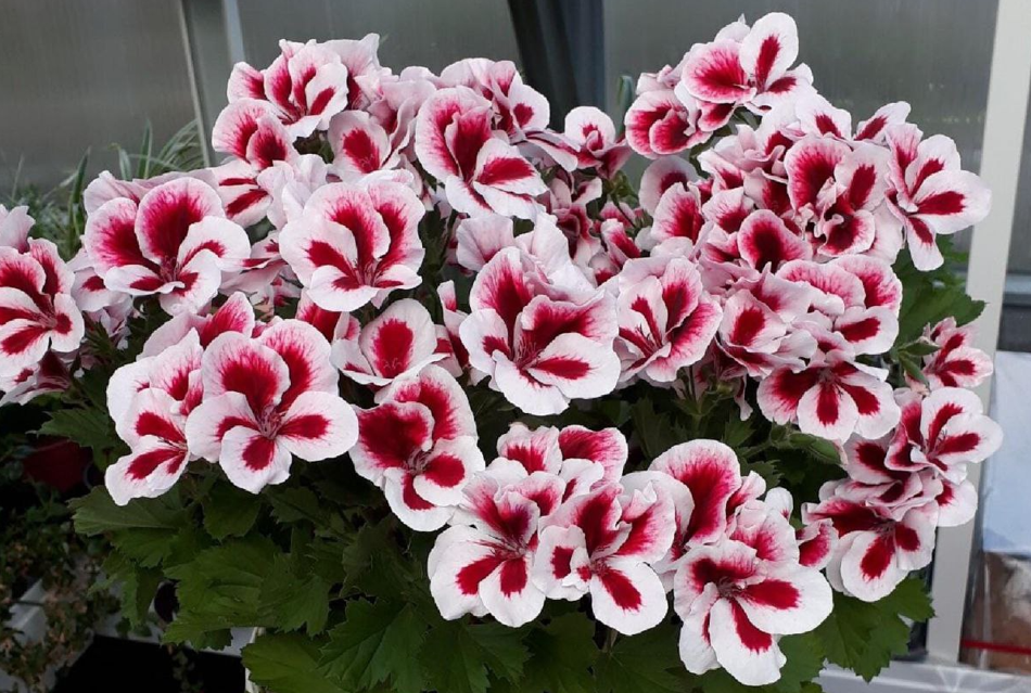 Пеларгония королевская Candy Flowers Strawberry Cream