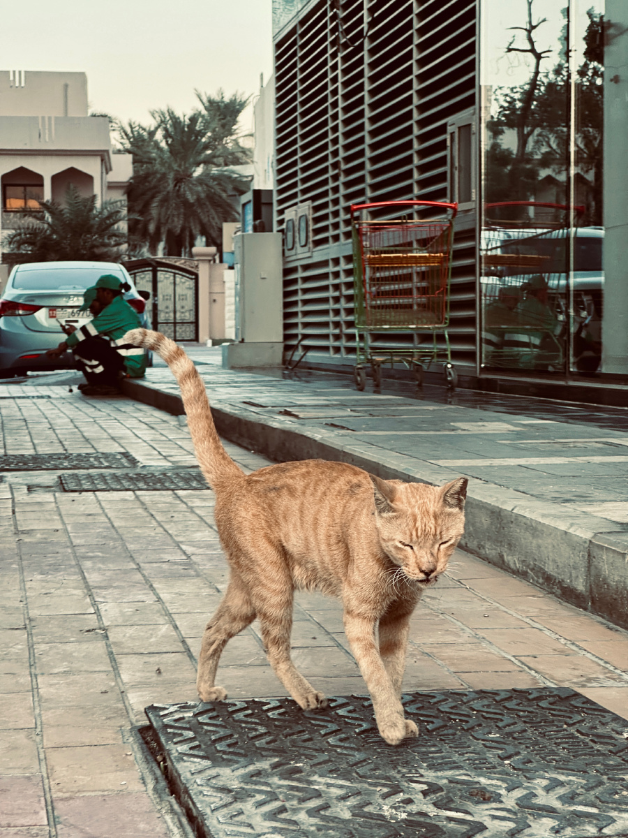 Аравийская мау - самая распространённая порода в Эмиратах