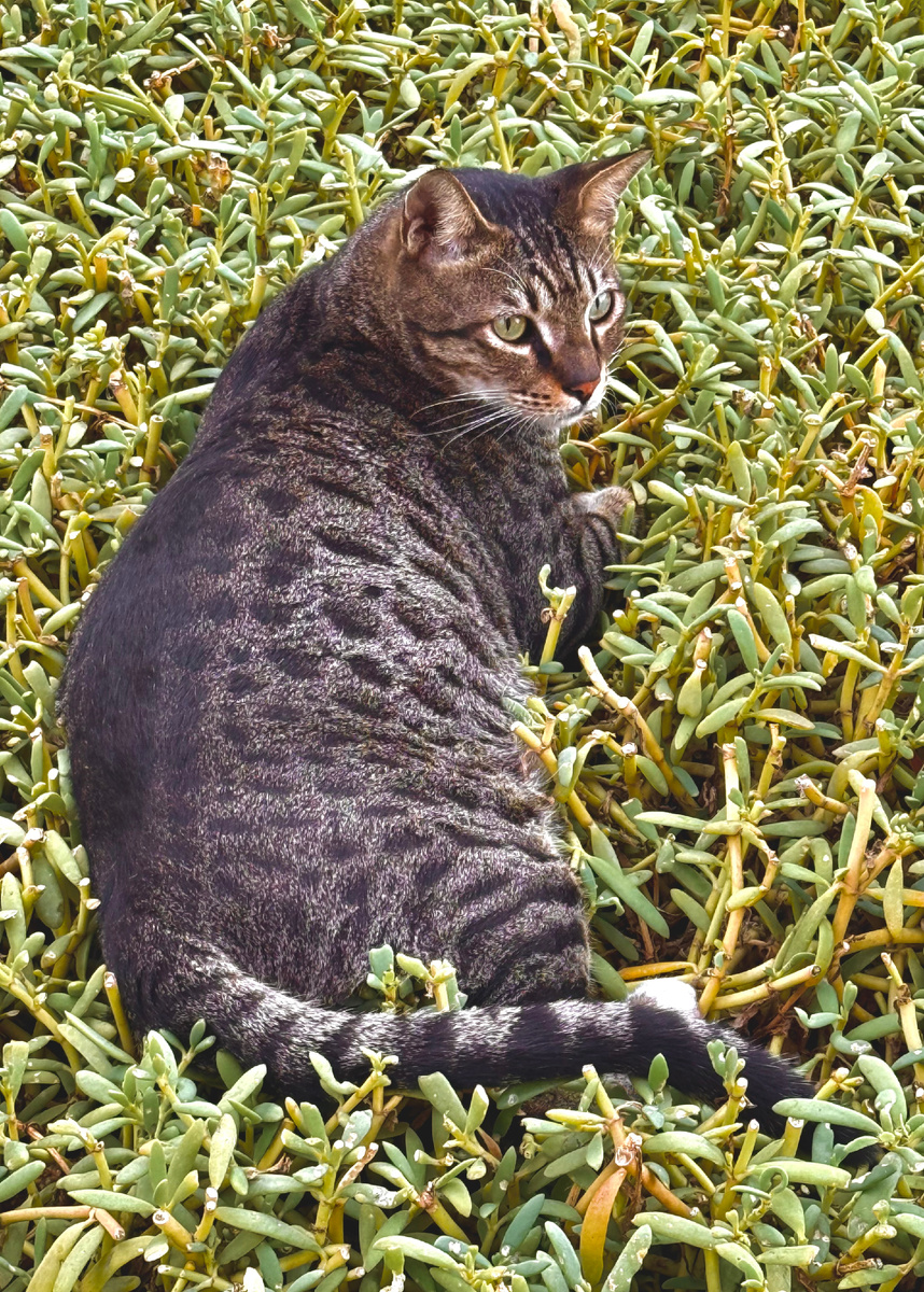 Котейка мирно отдыхает на газонном кустарнике