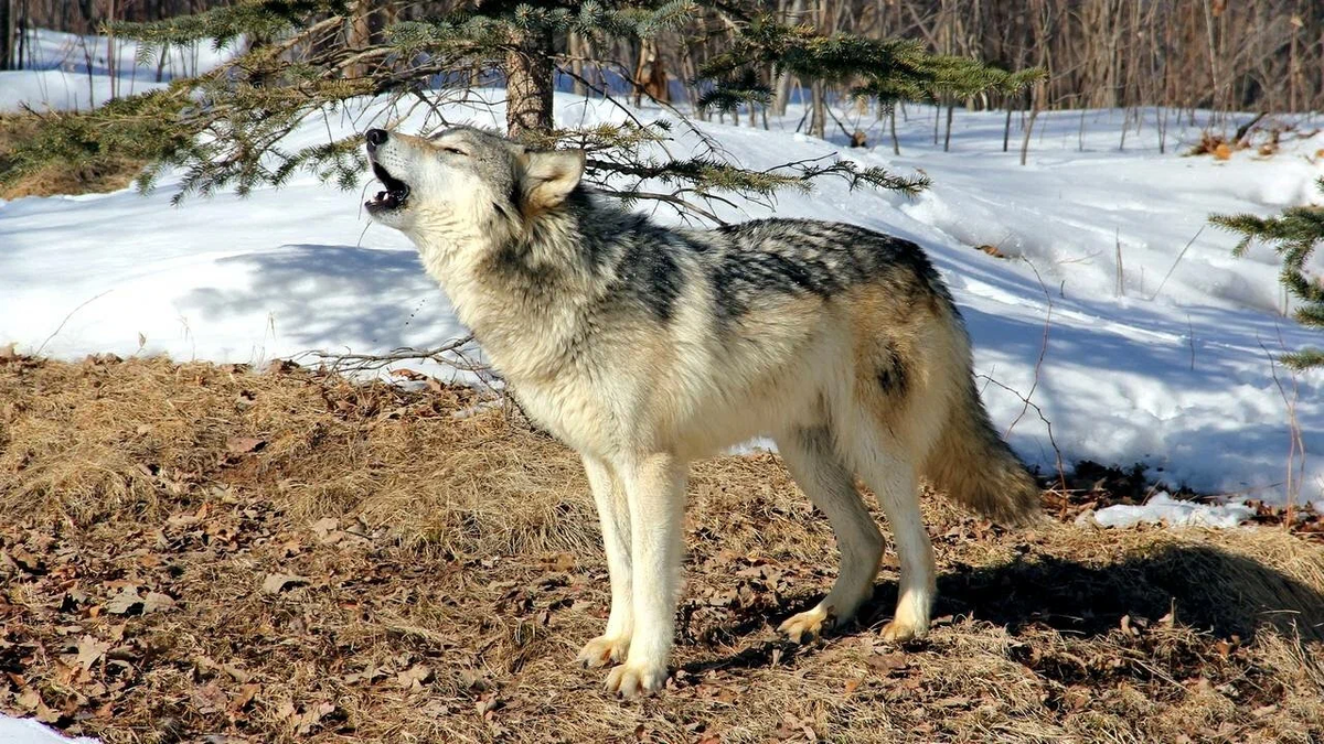 Фото: Яндекс Картинки