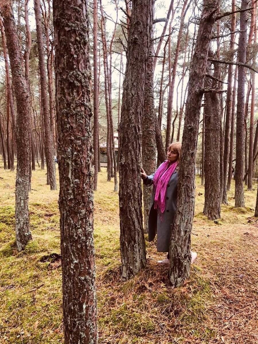 Танцующий лес