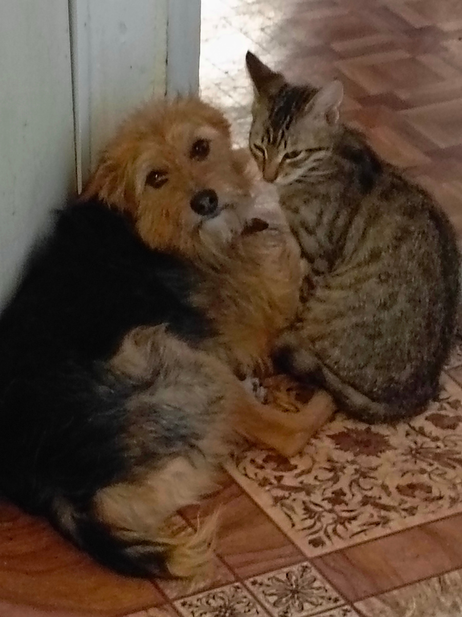 Жужа и Ромашка