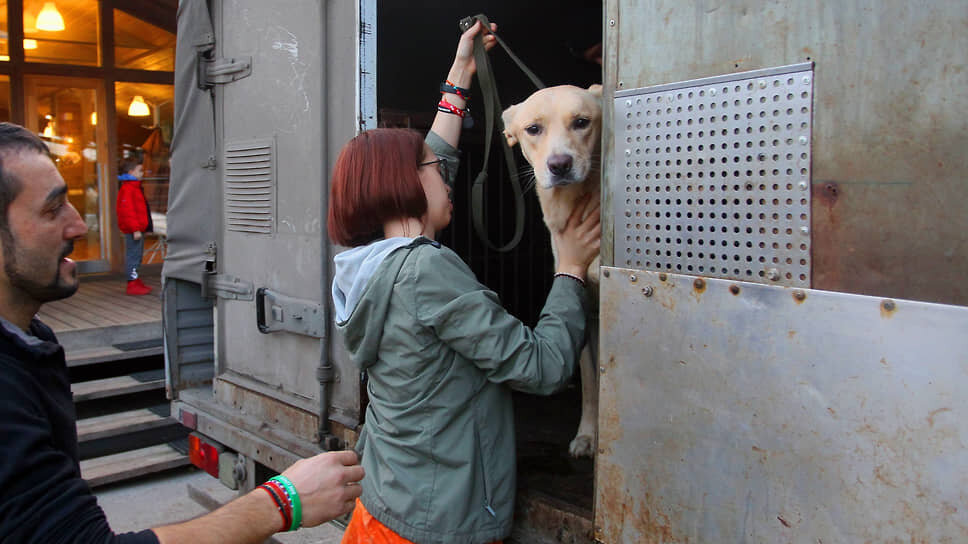 Управлению ФАС придется детально разбираться с особенностями обращения с животными в Сызрани.📷Фото: Роман Яровицын / Коммерсантъ