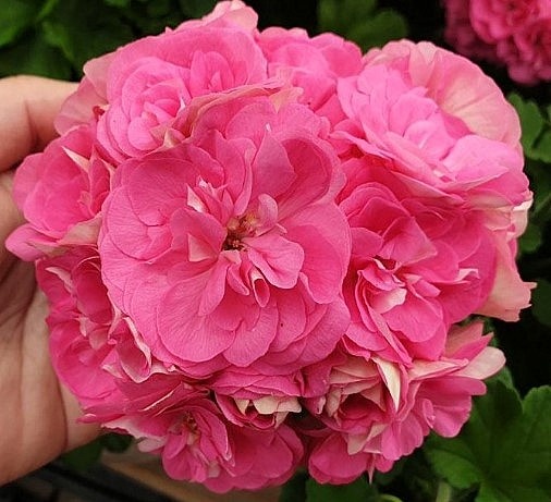 Вот она, красавица Мара Чаровницва!