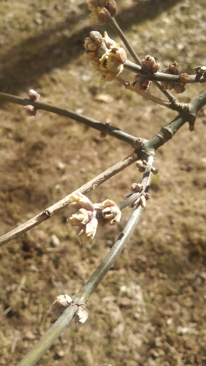 Снега нет, солнце светит, почки распускаются