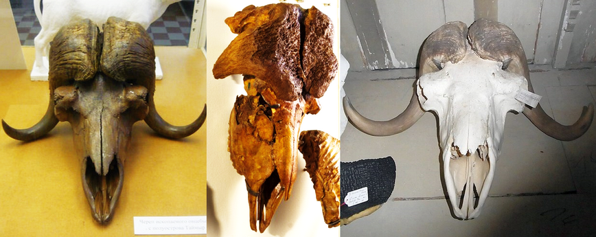 Череп Ovibos moschatus (1. Таймыр, 2. д. Мякинино Московская обл., 3. Берлин)