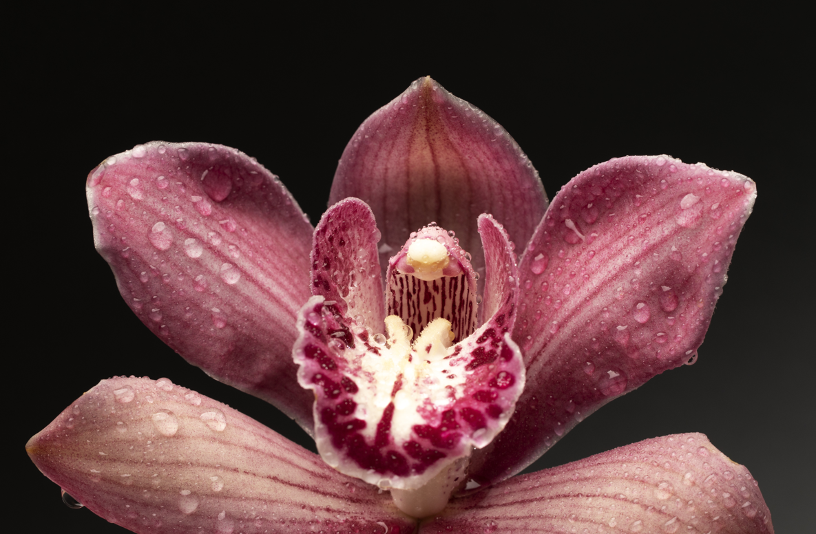    ОрхидеяFreepik