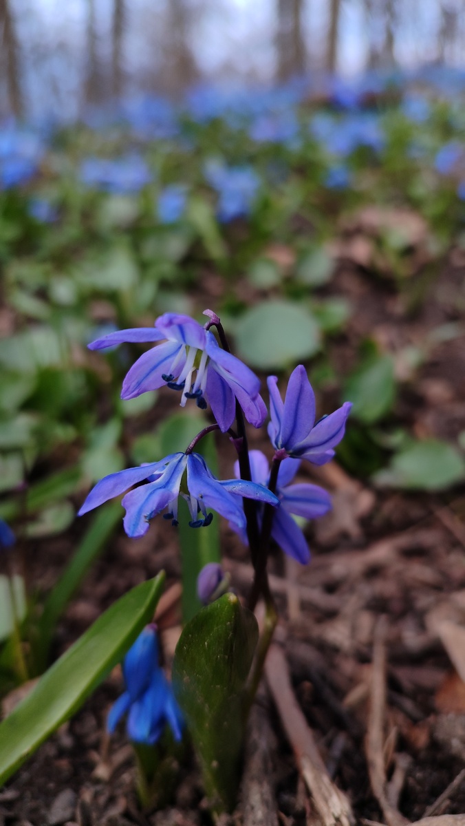 Воронежские пролески. 