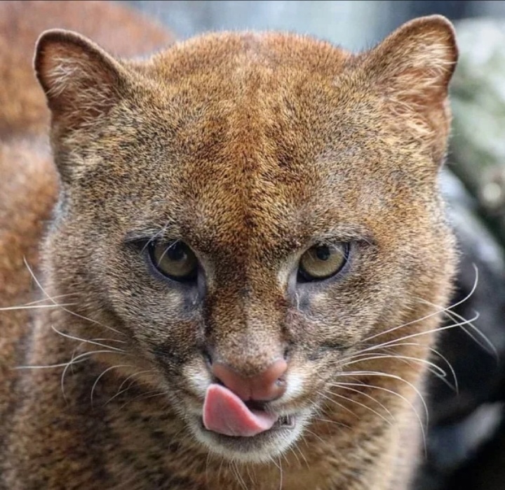 Фото из открытых источников. 