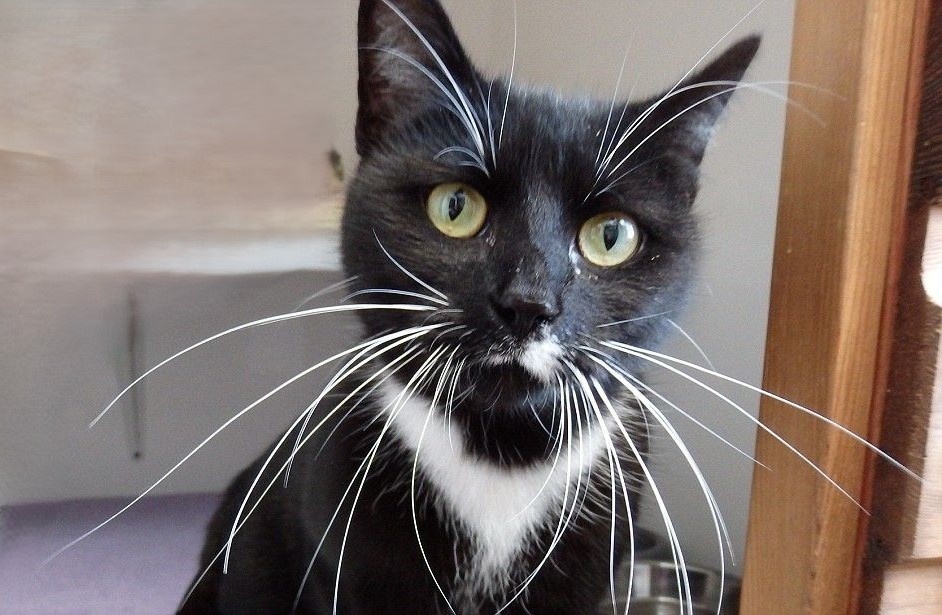 Кот с длинными усами