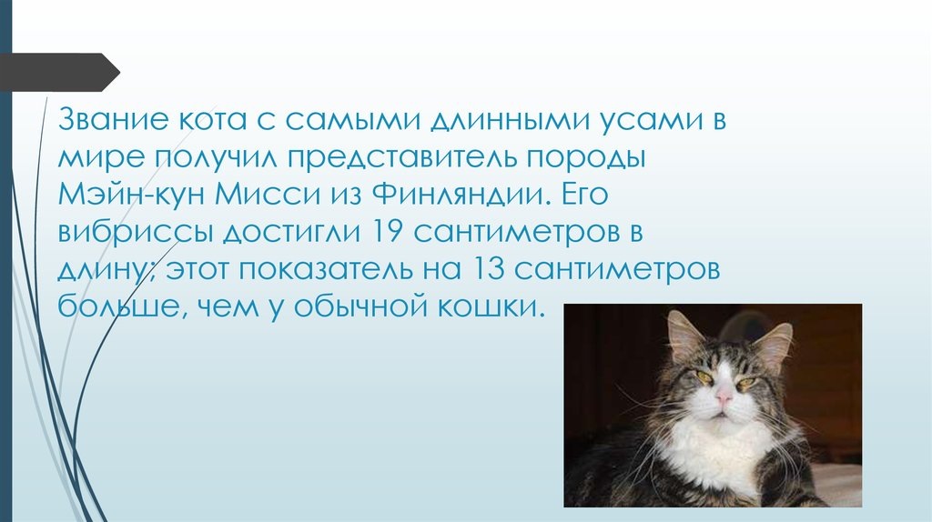 Мэйн-кун Мисси