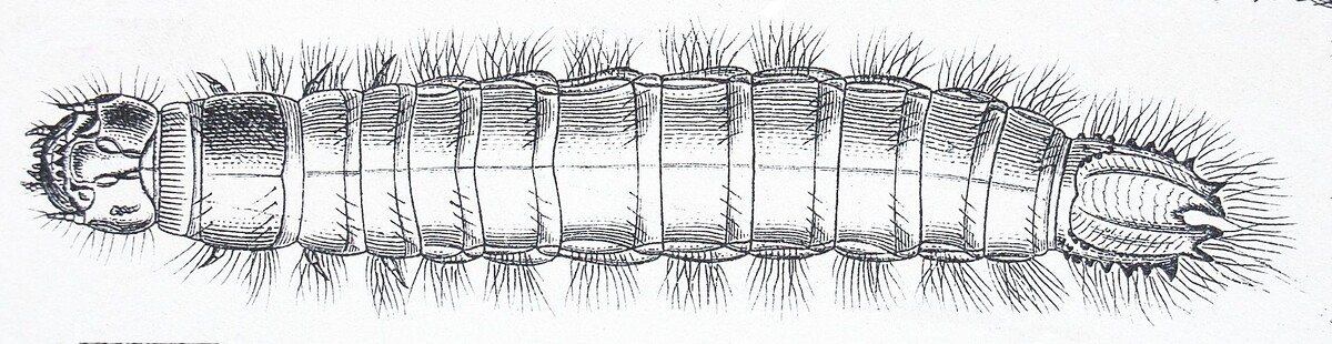 Reitter, Fauna Germanica. Reitter, Fauna Germanica, Bd III Tafel 114 there as Brachylacon murinus. Википедия