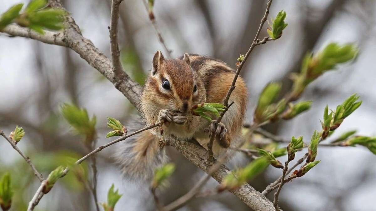     Источник: ФГБУ «Заповедное Приамурье»