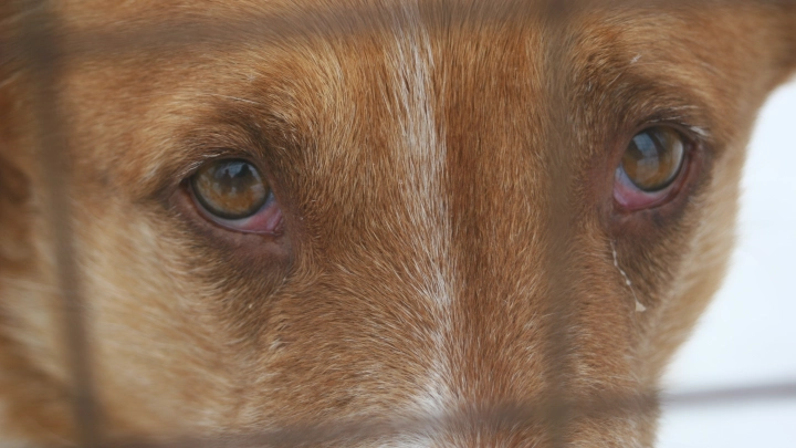 Фото: Aleksander Lyskin/ Global Look Press