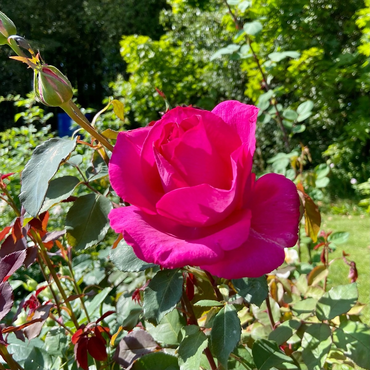 ‘Parole’ (Пароле) — просто для красоты