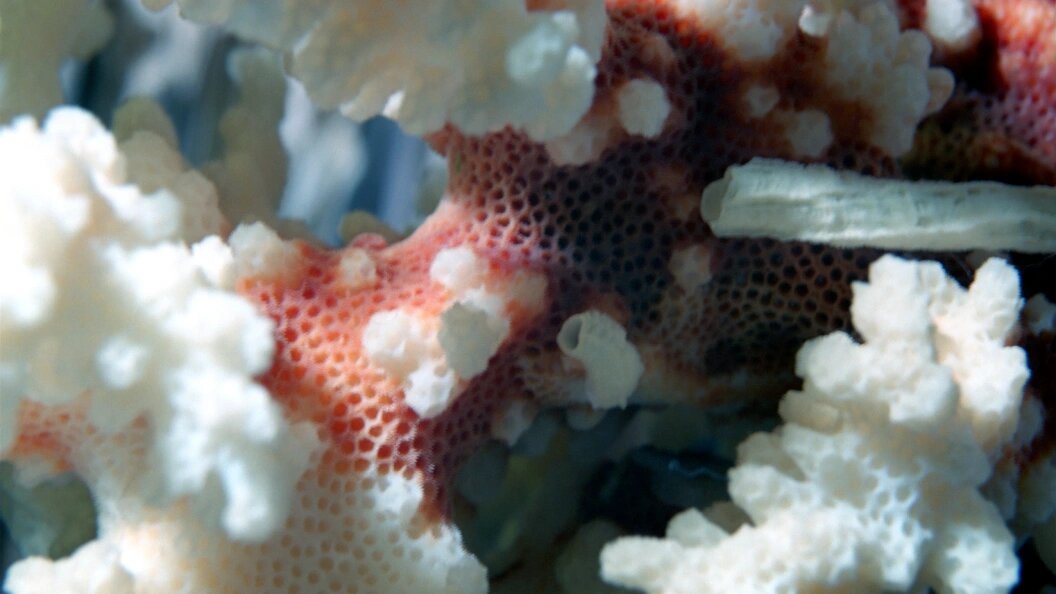    Фото: Vasiliy Klimov/Globallookpress