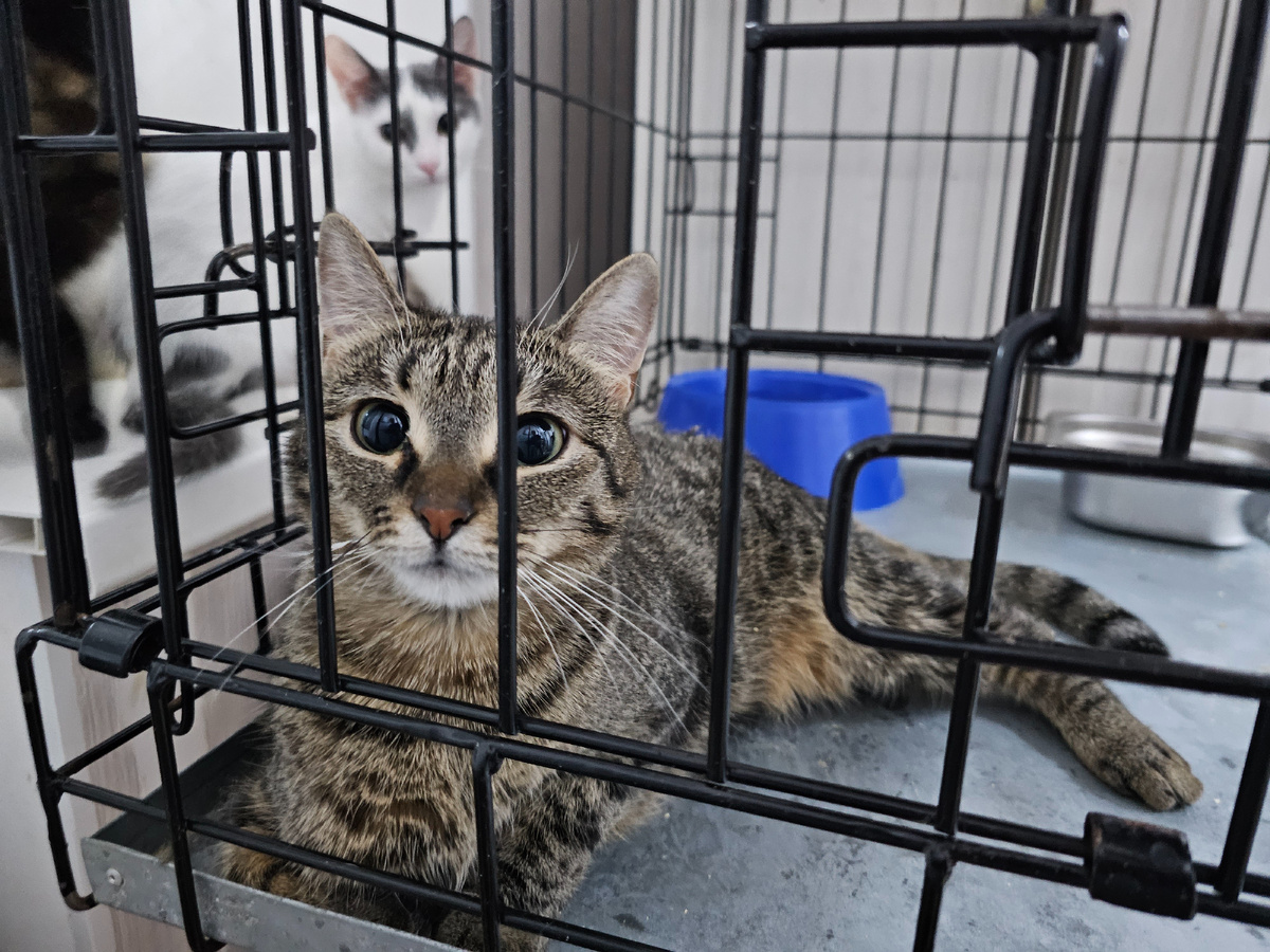 Фото автора. Ласка.