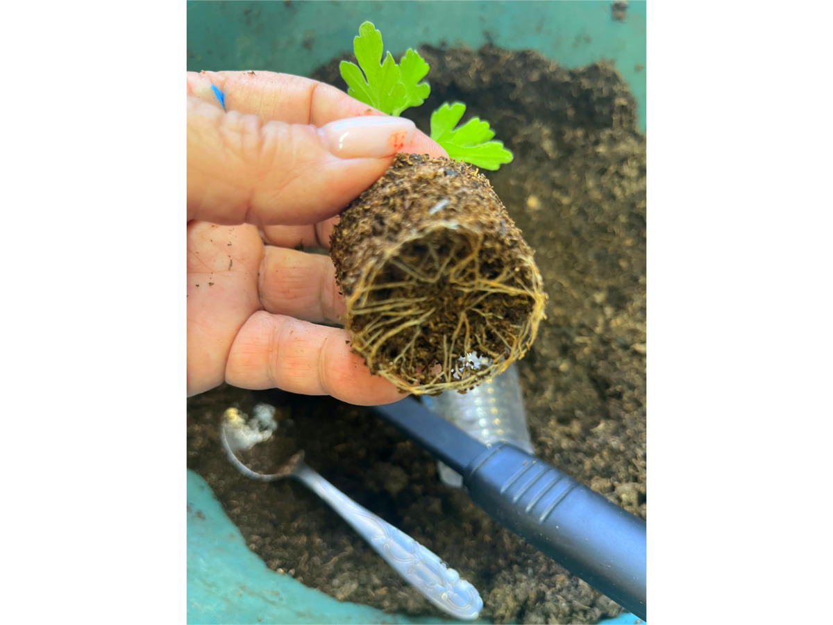 Корневая фото автора