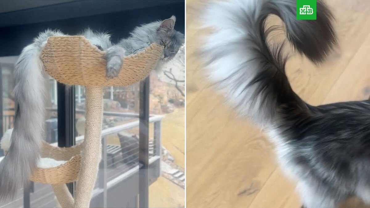    Кадр из видео: соцсети