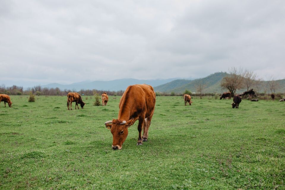    Коровы. Источник: pexels.com