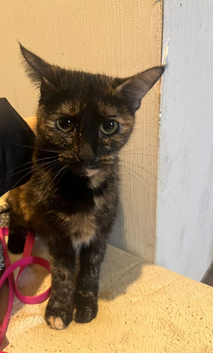 Кошечка, 2 года