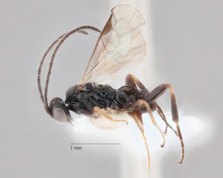 Apanteles darthvaderi. Katherine Oestmann & Olivia Portmann, CC BY