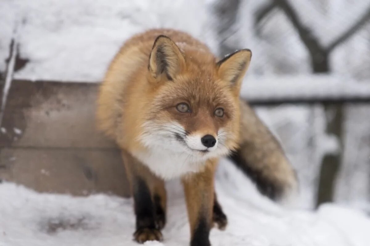    В омском экоцентре выявили нарушения условий содержания лисы