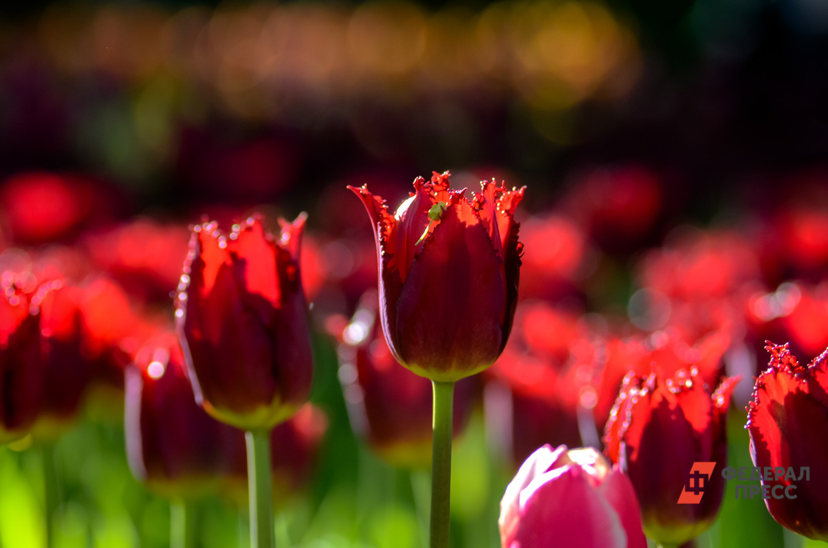 Скоро все начнет цвести.  Фото: Фото: ФедералПресс / Татьяна Буторина