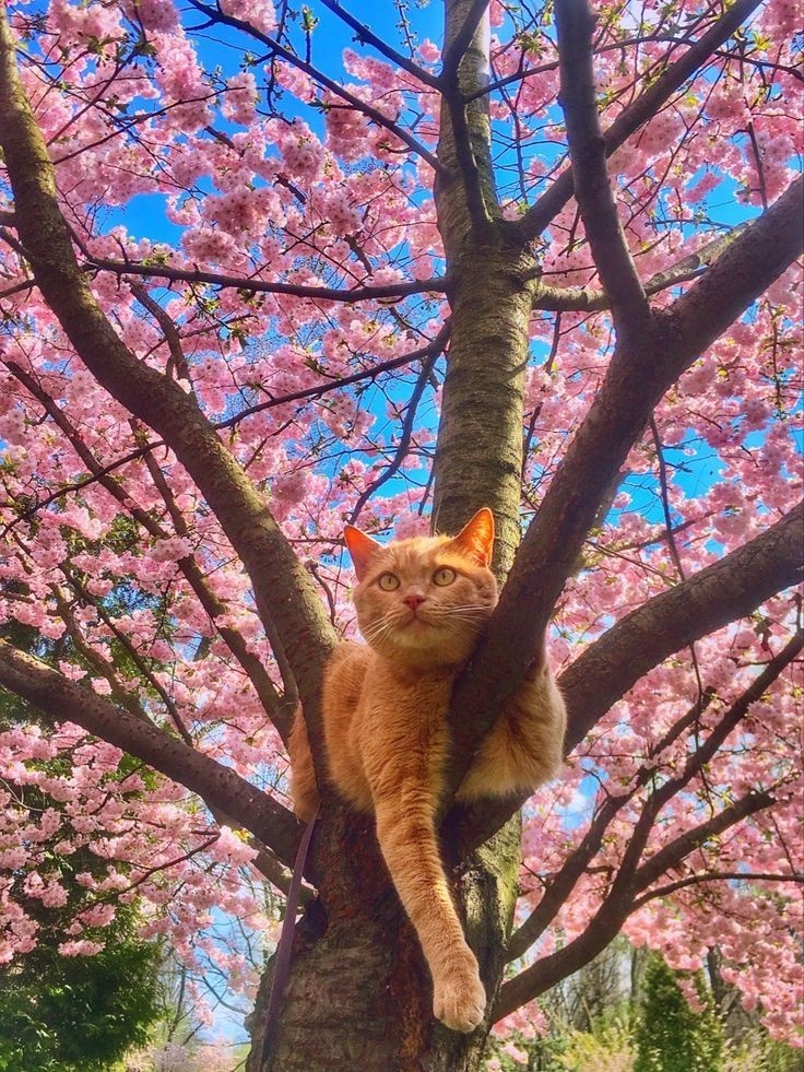 Кот на сакуре