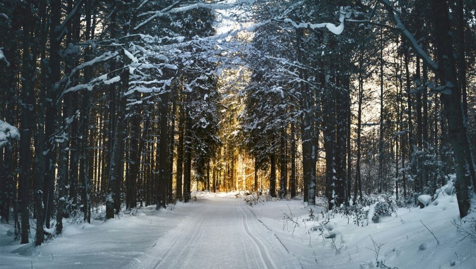    Зима. Погода. Лес. Снег. Источник: unsplash.com