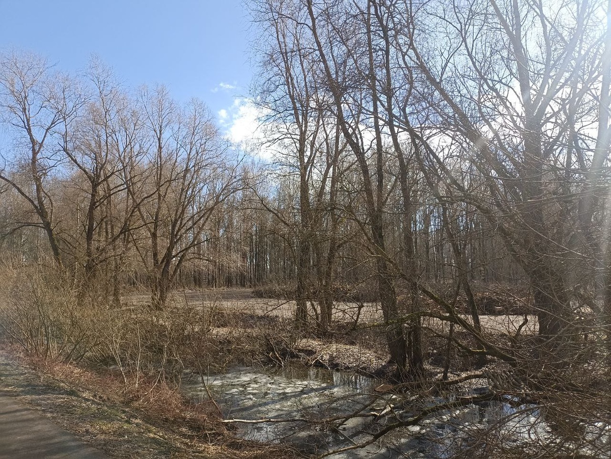 «Красное поле» является единственным эко-парком в Великом Новгороде.  Фото: Матвей Николаев