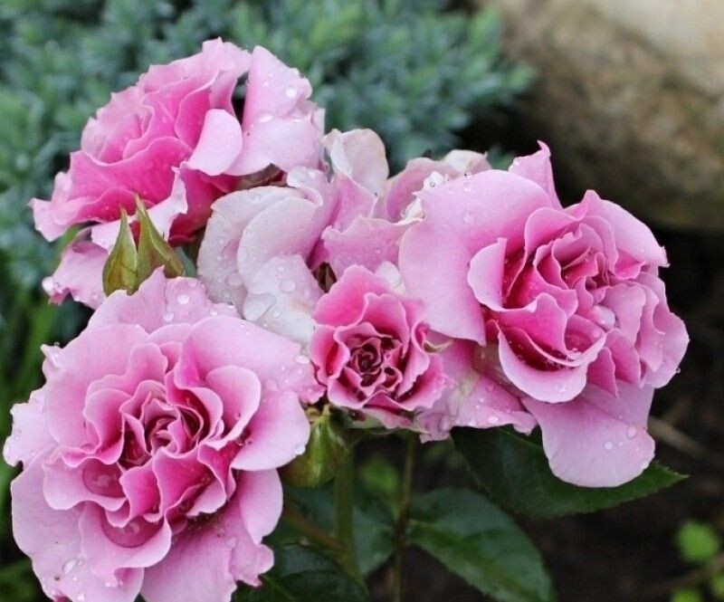 Санта Барбара