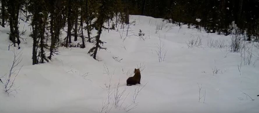     В Тунгусском заповеднике сняли обитателей на заснеженных тропах