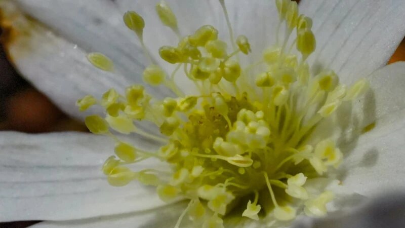     Первые цветочки появились на Алтае Роман Воробьев, Татьяна Клименко