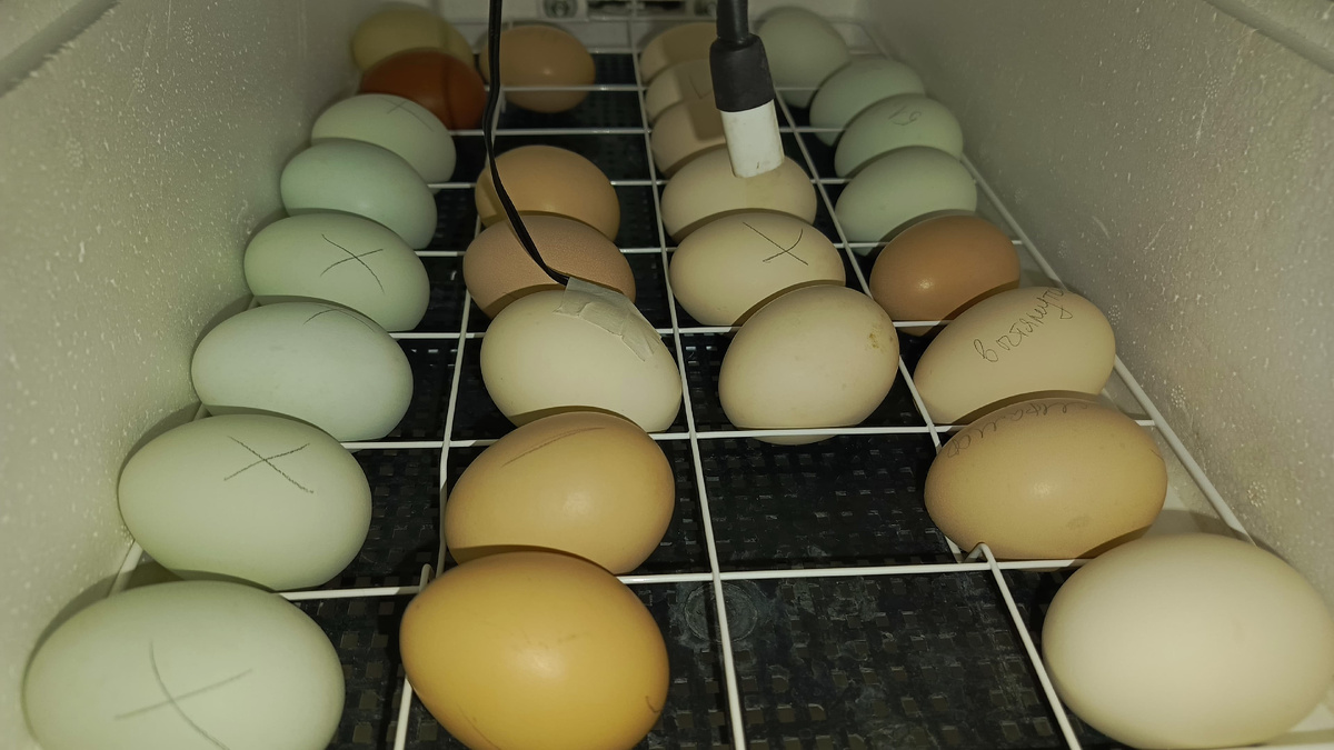 Осталось 28 из 36 заложенных куриных яиц. В центре - яйцо с датчиком.