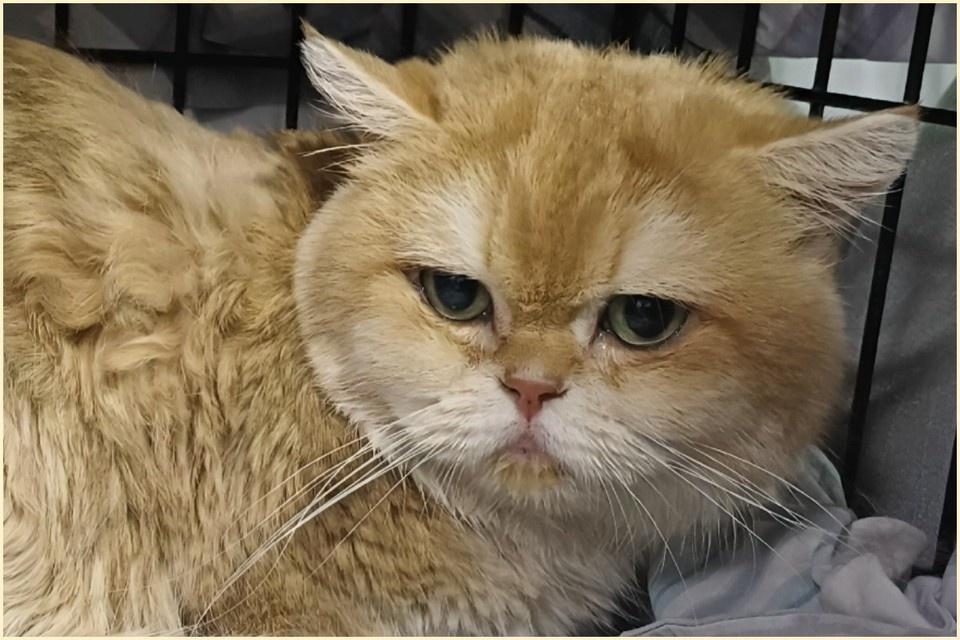    Это кот Валентин, его нашли избитым в подъезде под Красноярском. Фото: приют для кошек "Золотое сердце".