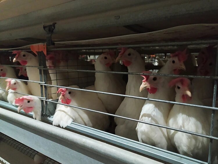 Фото: пресс-служба Ирбитской птицефабрики