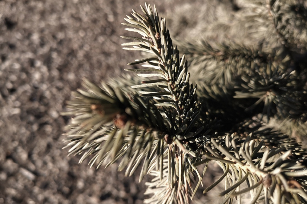 Фото: nsknews.info