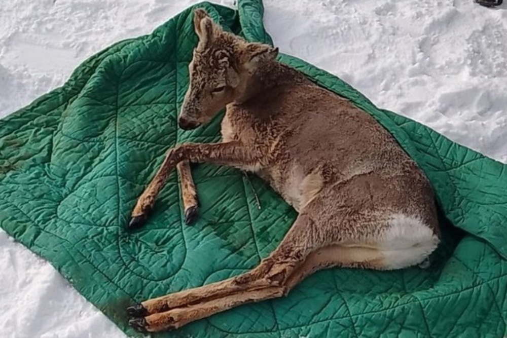    Управление по охране животного мира Амурской области