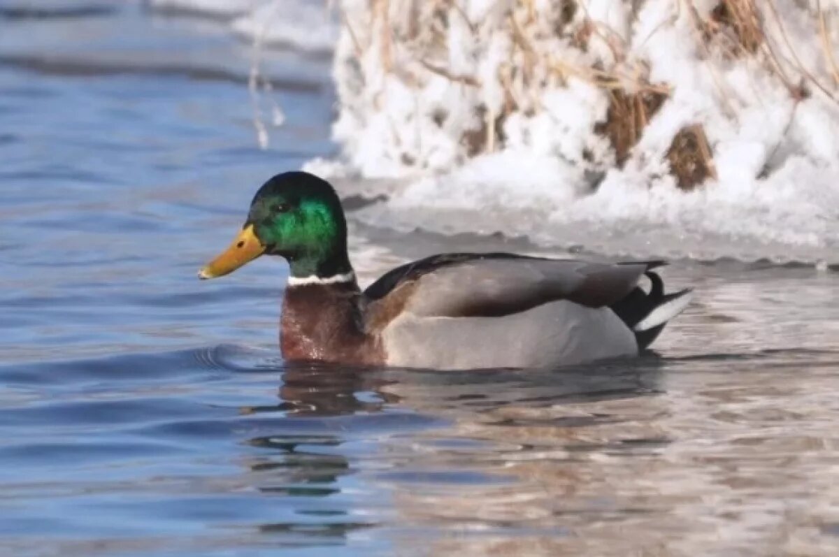    Весенняя охота на селезней уток стартует в Хабаровском крае