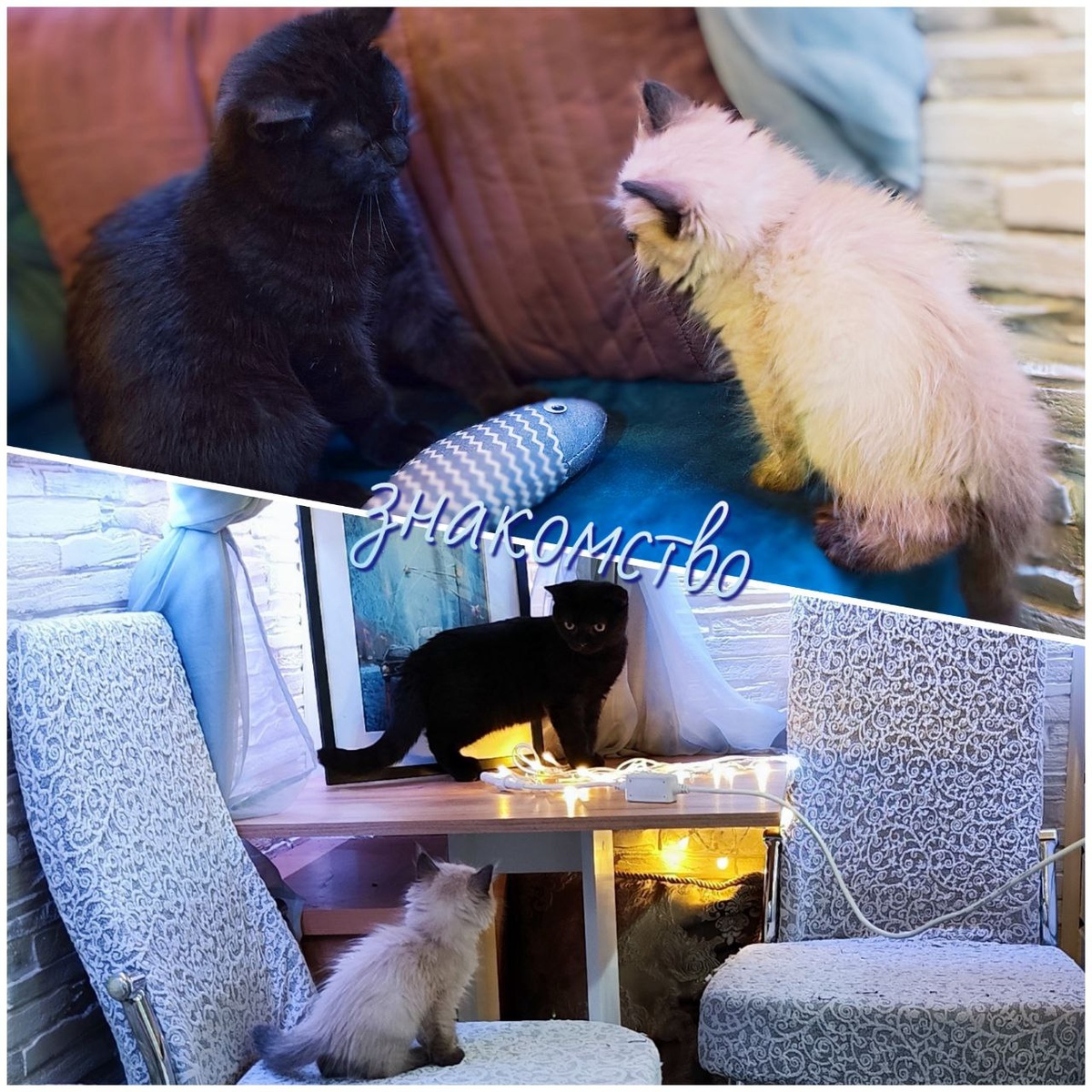 Маскарад начался