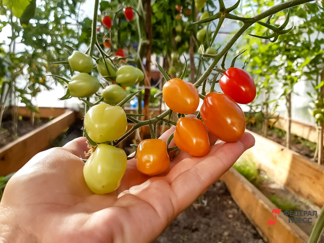 В Свердловской области продают сотни видов незарегистрированных семян.  Фото: Фото: ФедералПресс / Дарья Сеймовская